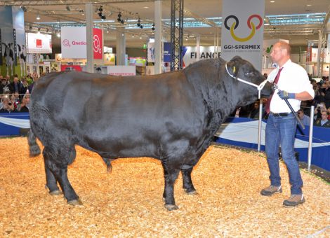 Hessische Rinderzucht auf der Eurotier