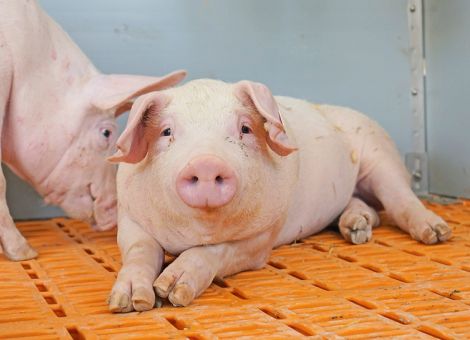 Querdenker und innovative Lösungen gesucht