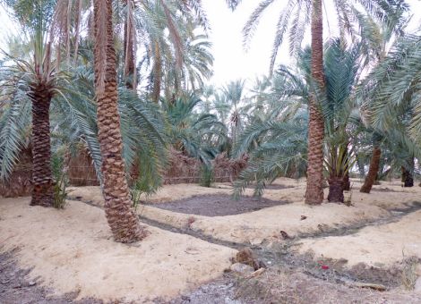 Siwa – da, wo die Wüste blüht