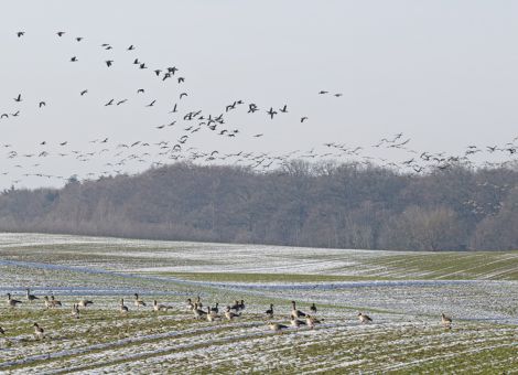 Wildgänse im Werratal – gemeinsame Wege zur Lösung