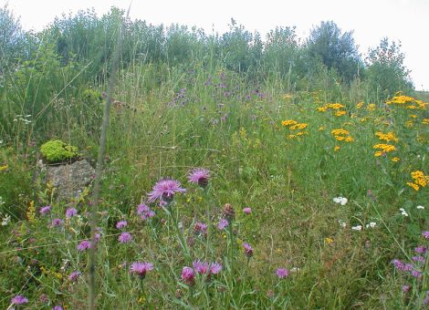 Landwirte sollen für Artenschutz sorgen