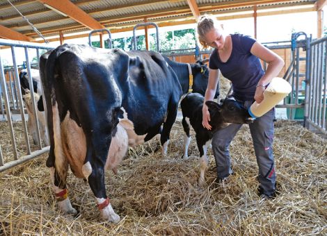Kolostrummenge beeinflusst spätere Leistungsfähigkeit