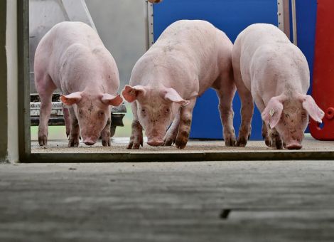 Mäßiges Ergebnis in der Schweinemast
