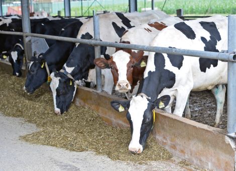 Mehr Licht – mehr Leistung, Tierwohl und Arbeitskomfort