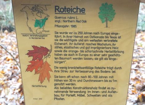 Auf der Suche nach alternativen Baumarten