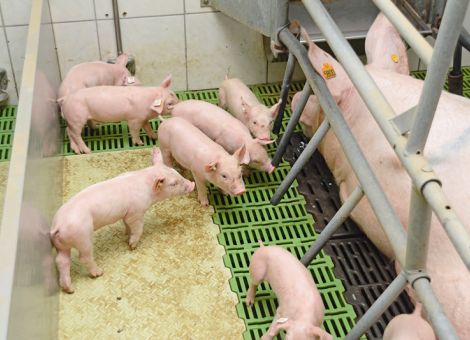 Schweine- und Rinderhalter vor großen Herausforderungen