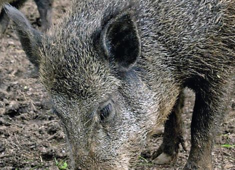 Über 4 000 Schwarzkittel im Landkreis Fulda erlegt