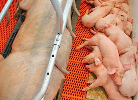 Optimale Nutzungsdauer liegt bei sechs bis sieben Würfen