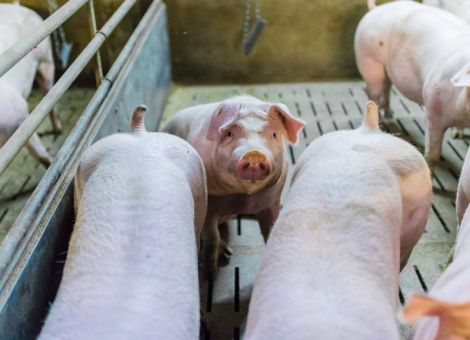 Haltungskennzeichnung für Fleisch vereinheitlicht