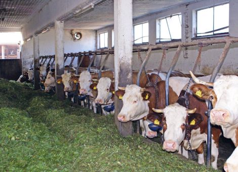 Süddeutsche Molkereien wollen Ausstieg aus Anbindehaltung