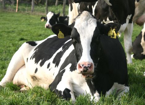 Milchpreisschwankungen sind gekommen, um zu bleiben