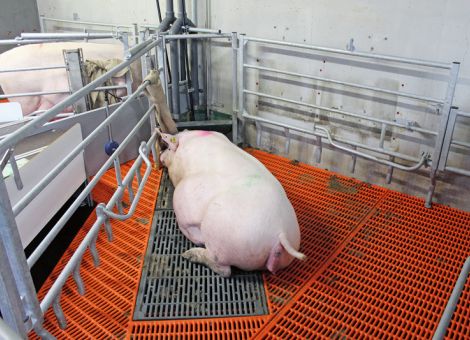 Mehr Bewegung für Sauen in der Abferkelbucht
