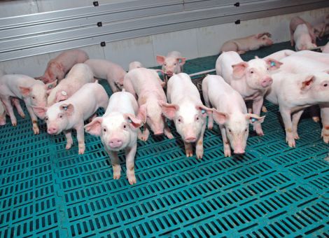 Schwanzbeißen führt zu hohen Verlusten