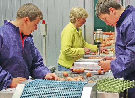 Leicht steigende Eierpreise erwartet