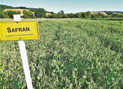 Leguminosen: Fläche steigt dank Förderprogrammen