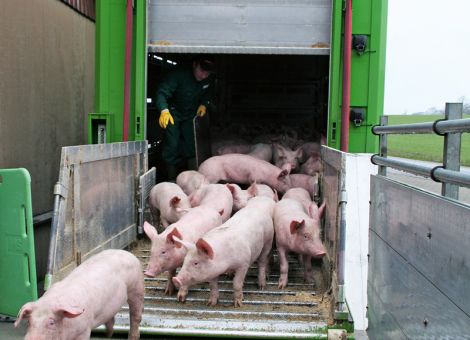 Schweinebestand vor Infektionen schützen