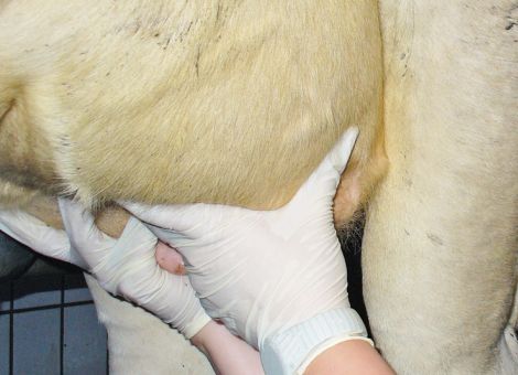 Mastitis-Heilungsrate von über 75 Prozent anstreben