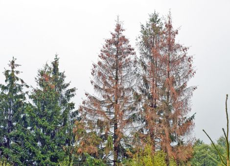 Deutscher Wald durch Kalamitäten akut bedroht