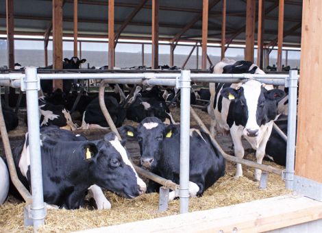 Liegedauer ist bei Kühen ein Tierwohlindikator