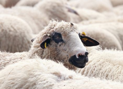 Atypische Scrapie bei Schaf nachgewiesen