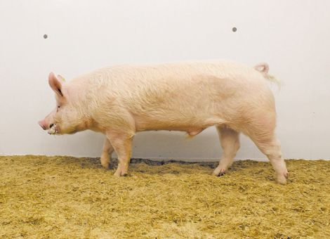 „Wir wollen nicht die 15 Ferkel“