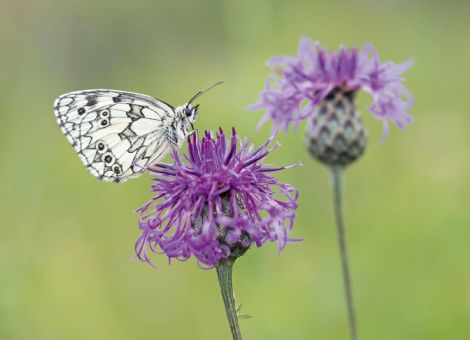 Größere Anreize für Landwirte bei Naturschutzleistungen