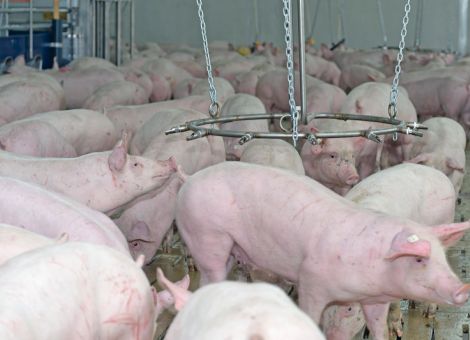 Auflagen und Stimmungsmache setzen den Schweinemästern zu