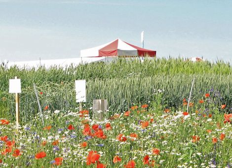 Pflug-Mulch-Verfahren und weitere Innovationen