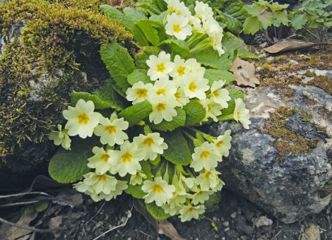 Robuste Primeln