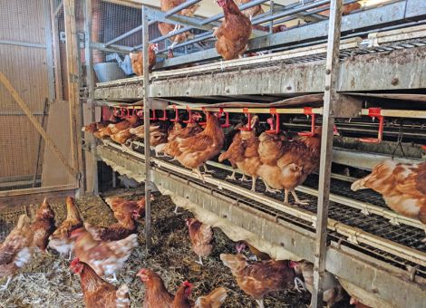 Die Rote Vogelmilbe in Schach halten