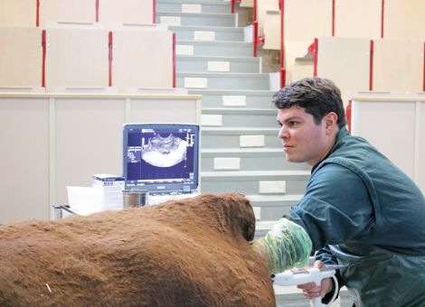 Rinderembryonen außerhalb des Mutterleibes erzeugen