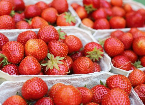 Erdbeeranbauer rüsten sich für die kommende Saison