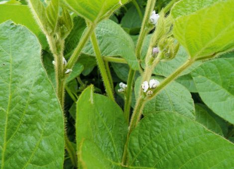 Sehr frühe Sorten sichern eine Ernte im September