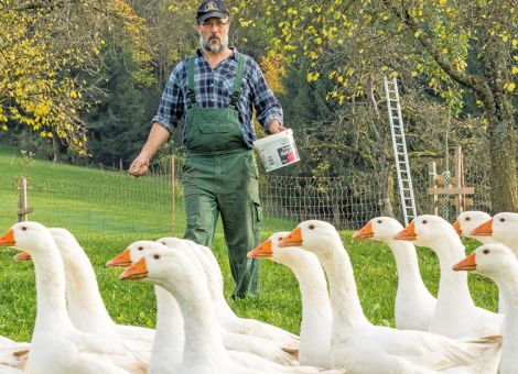 Start in die Saison für die Gänsemast beginnt
