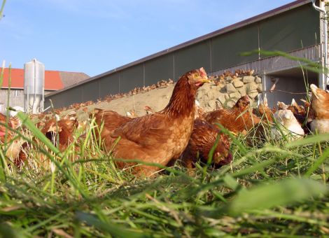 Legehennenhalter schon bei der Aufzucht einbinden