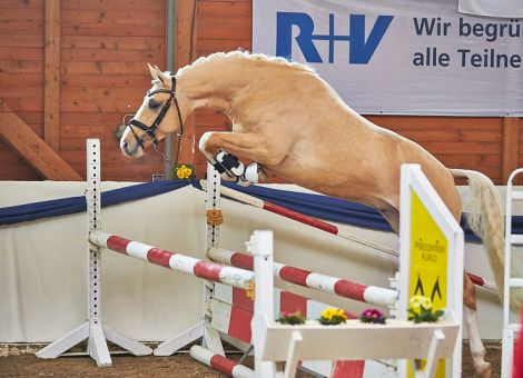 Frühjahrs-Körung und Hengstschau in Alsfeld