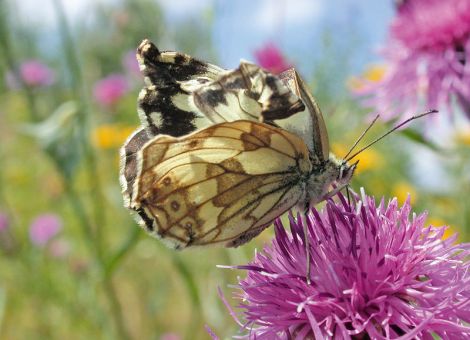 Start eines Monitorings zum Insektenrückgang in NRW