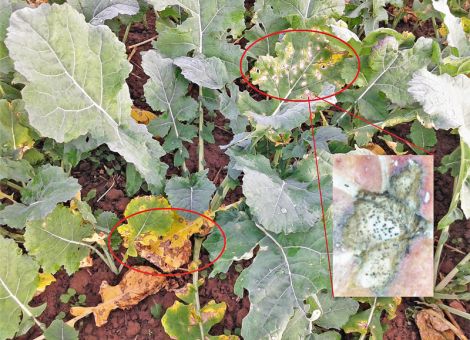Phoma schwächt die Standfestigkeit