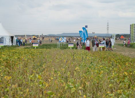 Vogel fordert Unterstützung für den Proteinpflanzenanbau