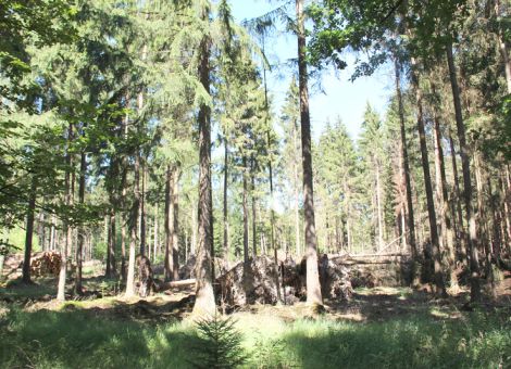 Umstellung der Holzvermarktung in Hessen – Ende 2020