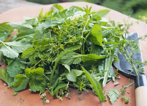 Salaternte rund ums Haus