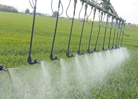 Sklerotinia: Das Timing muss stimmen