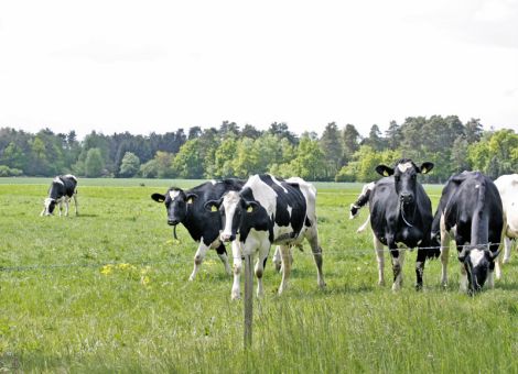 Jakobskreuzkraut mag keinen Stickstoff