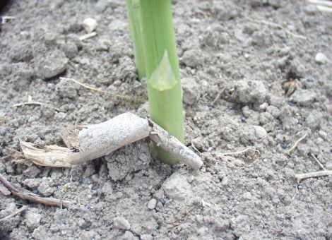 Zu hohe Erntemengen durch Folienmanagement vermeiden