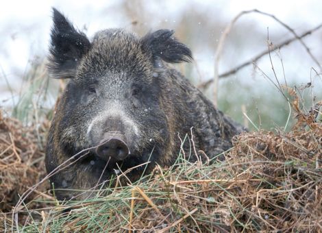 Gesellschaftlicher Druck und  Gesetze erschweren die Jagd