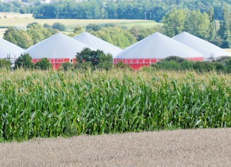Biomasseerzeugung bedeutendes Standbein