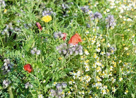 Warum sollen Blühflächen bunt sein?