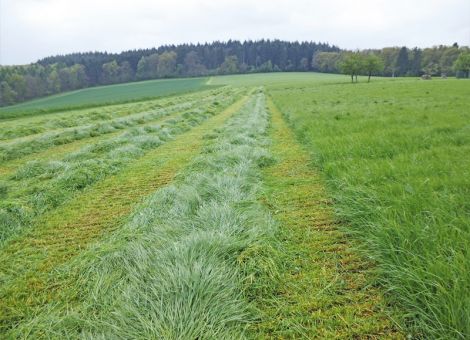 Robust und ertragreich, aber schwächerer Futterwert
