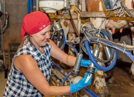 Gesunde Färsen ab dem ersten Tropfen Milch