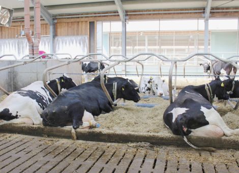 Sauberkeit der Kühe wichtig für die Eutergesundheit